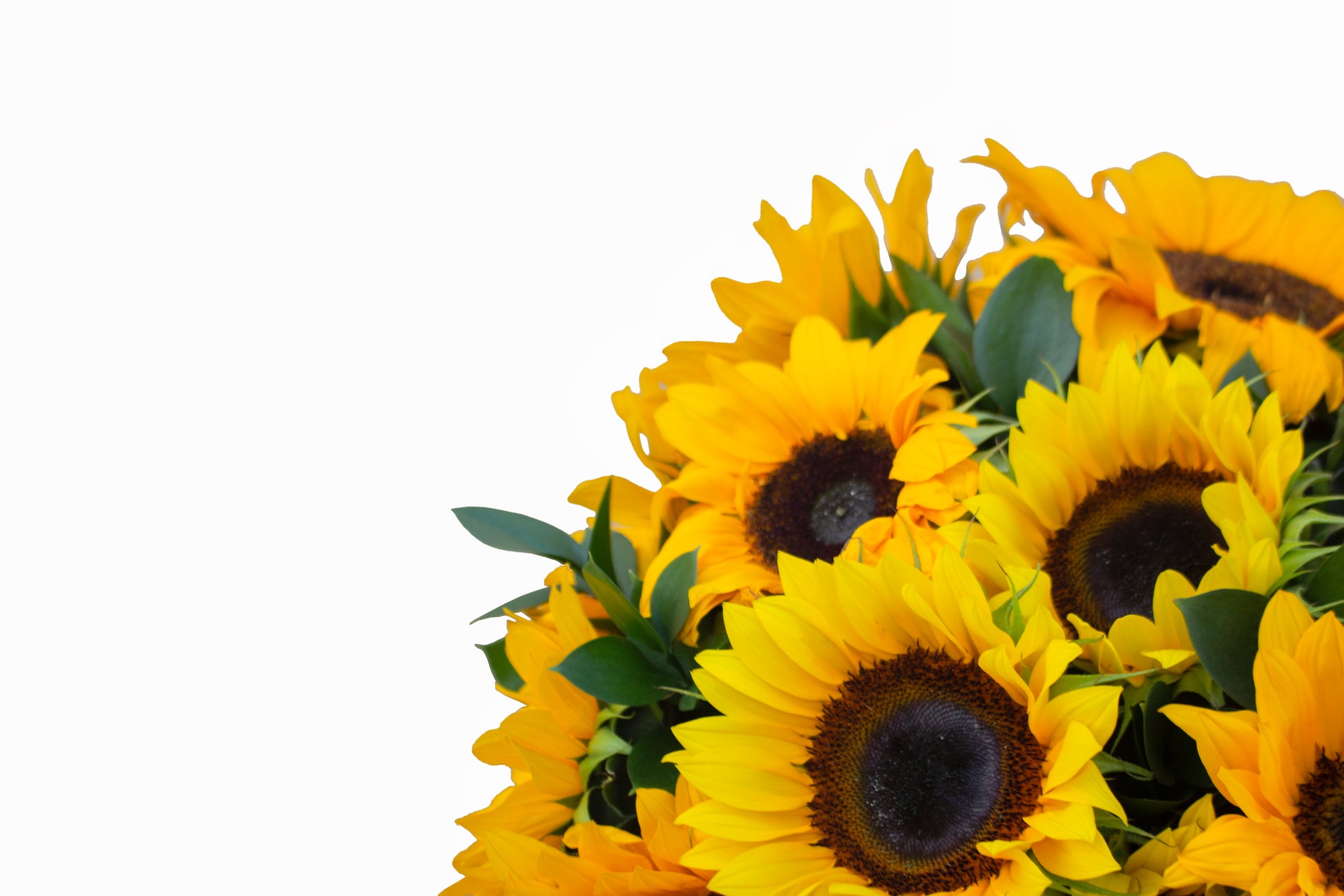 TARRO CON 20 GIRASOLES